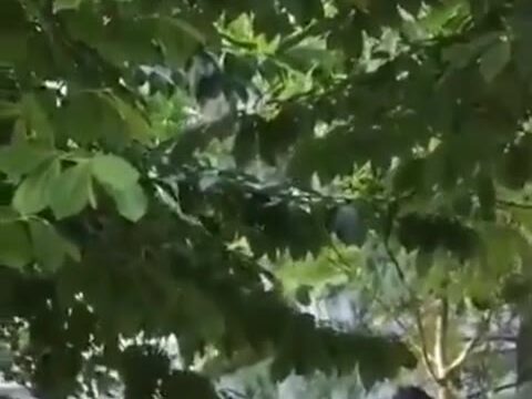 若い中華カップルが野外ハメ