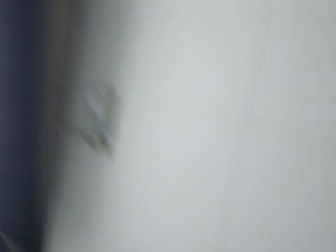 Palpis_s_522